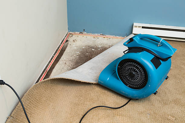 Best Local water damage restoration  in West Hollywood, CA